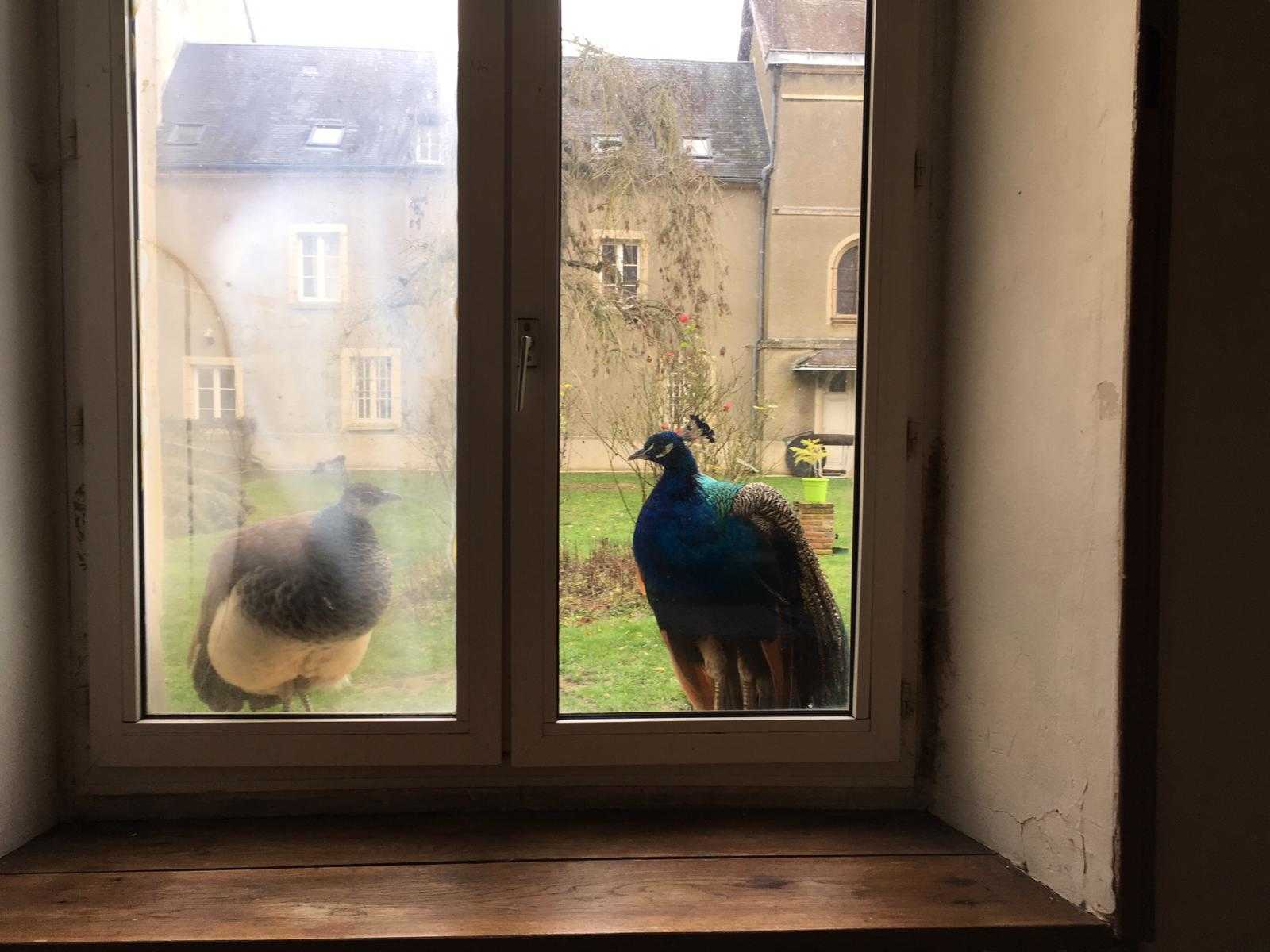 PAF Peacocks want to come in from the cold. December, 2018. Image credit: Jacq van der Spek 