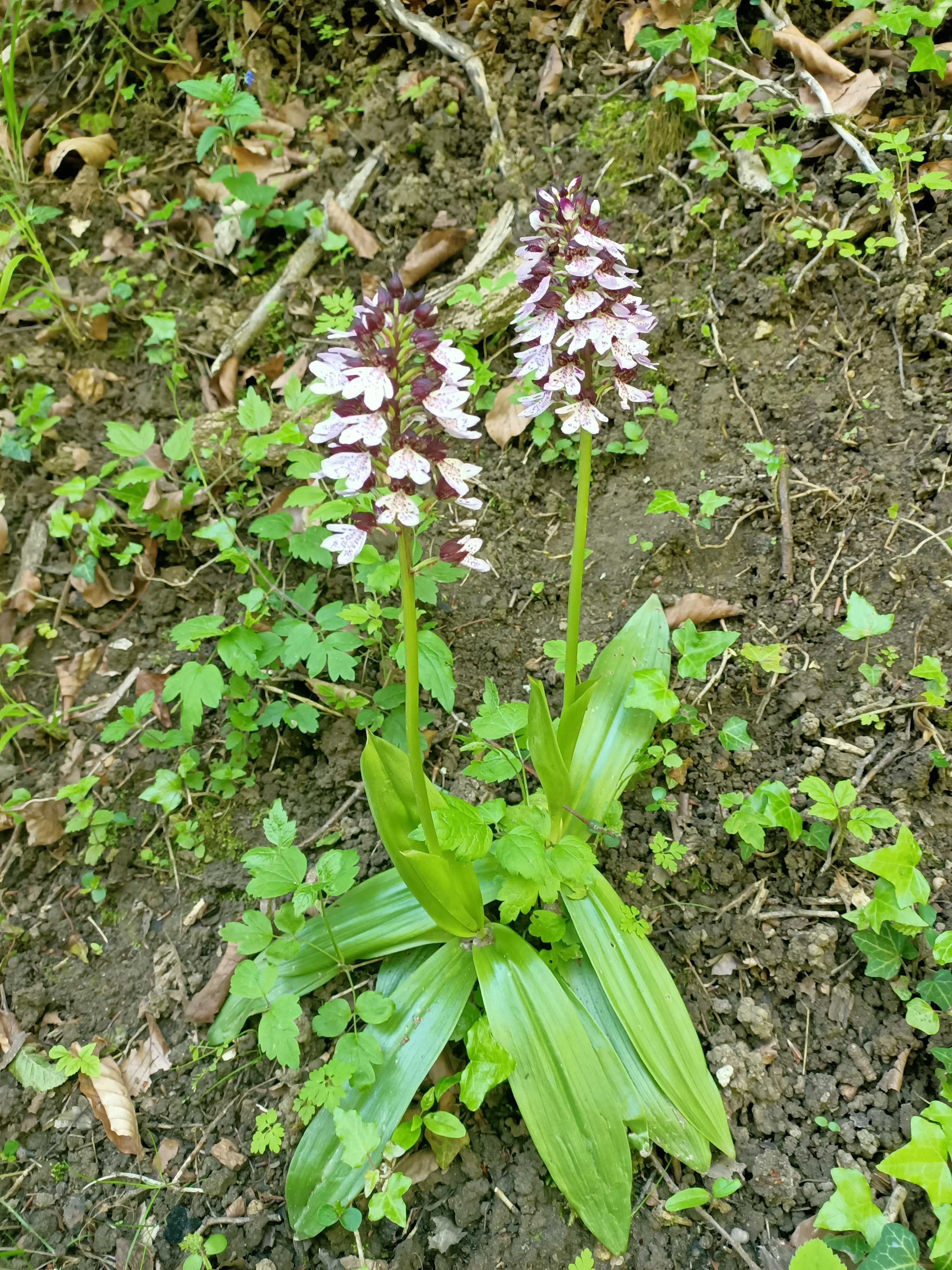Orchis is a genus in the orchid family (Orchidaceae), occurring mainly in Europe and Northwest Africa.The name is from the Ancient Greek ὄρχις orchis, meaning "testicle", from the appearance of the paired subterranean tuberoids. This one, was found nearby the Performing Arts Forum in St. Erme Outre et Ramecourt on Sunday, May 30, 2021. Photo: Gabriëlle Schleijpen