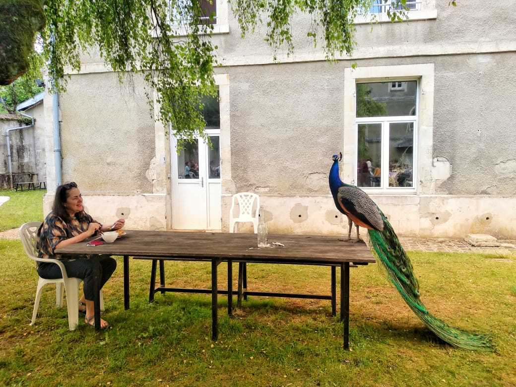 Gabriëlle in a f2f encounter with PAF's notorious peacock. PAF - St. Erme, June 2021. Photo credits: Miguel Ferráez