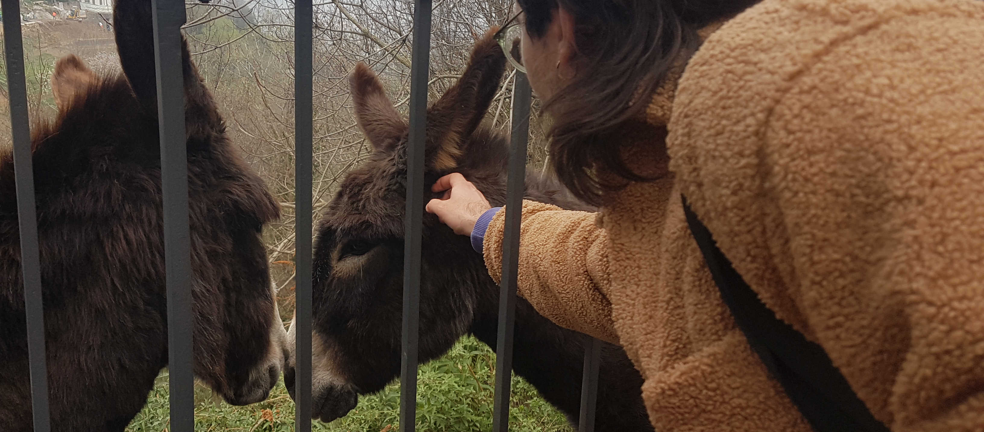 Gleb Maiboroda making friends with the two donkeys at the bus station close to the old town of Bergamo. 