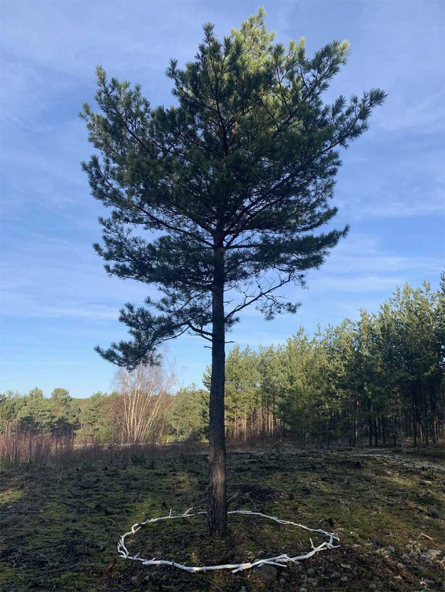 Tree being activated by participants of COOP study group ~ Curating Positions: A cut through the screen. Nida, January 2023.